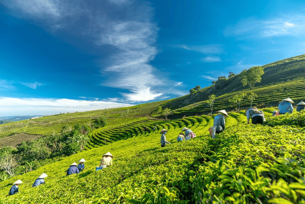 Đồi chè Cầu Đất là thiên đường săn mây với không khí se lạnh và sương mờ bao phủ đồi chè xanh ngát (Nguồn: Fanpage Đồi Chè Cầu Đất)